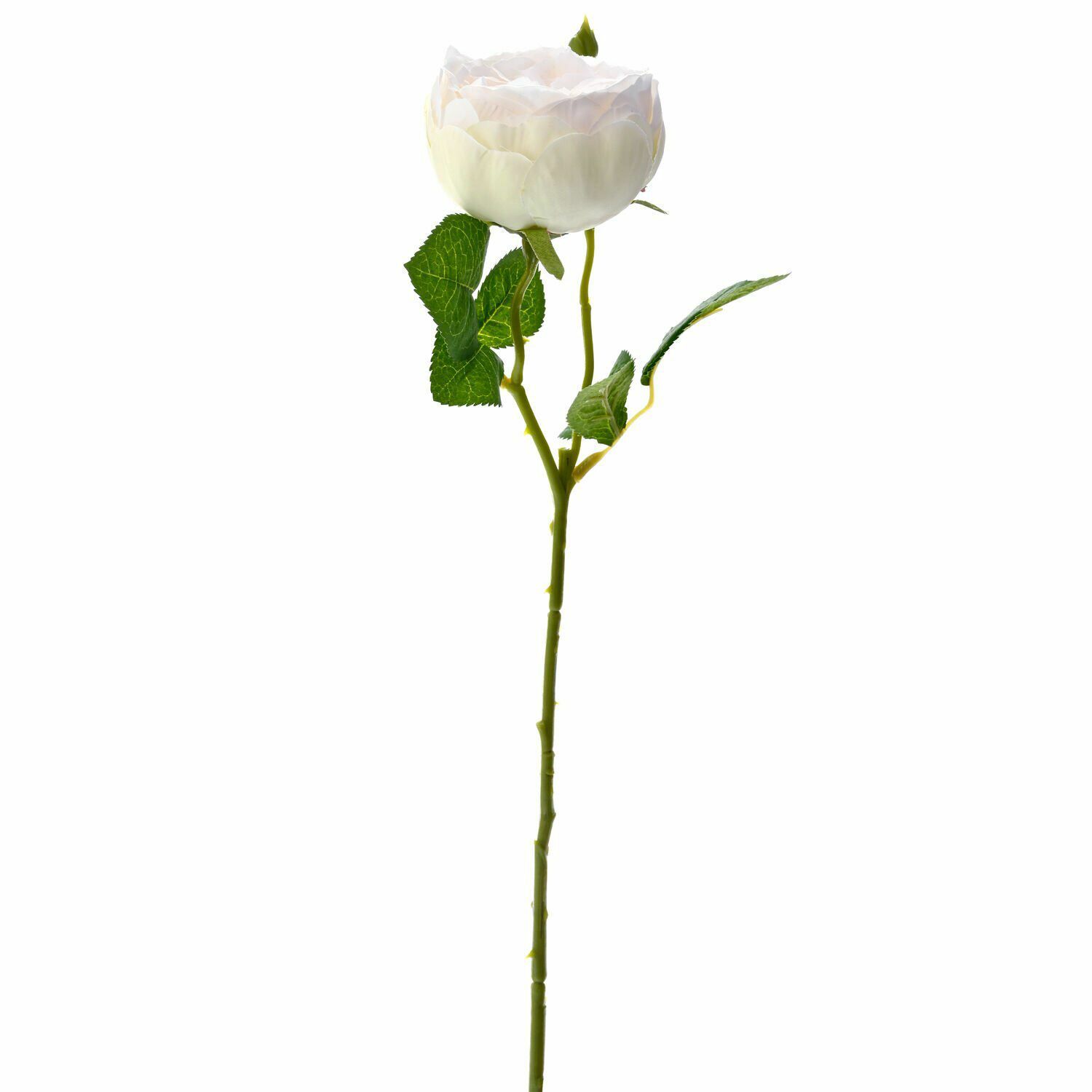 GÜL DALI KREM