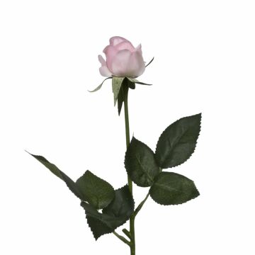 PEMBE GÜL