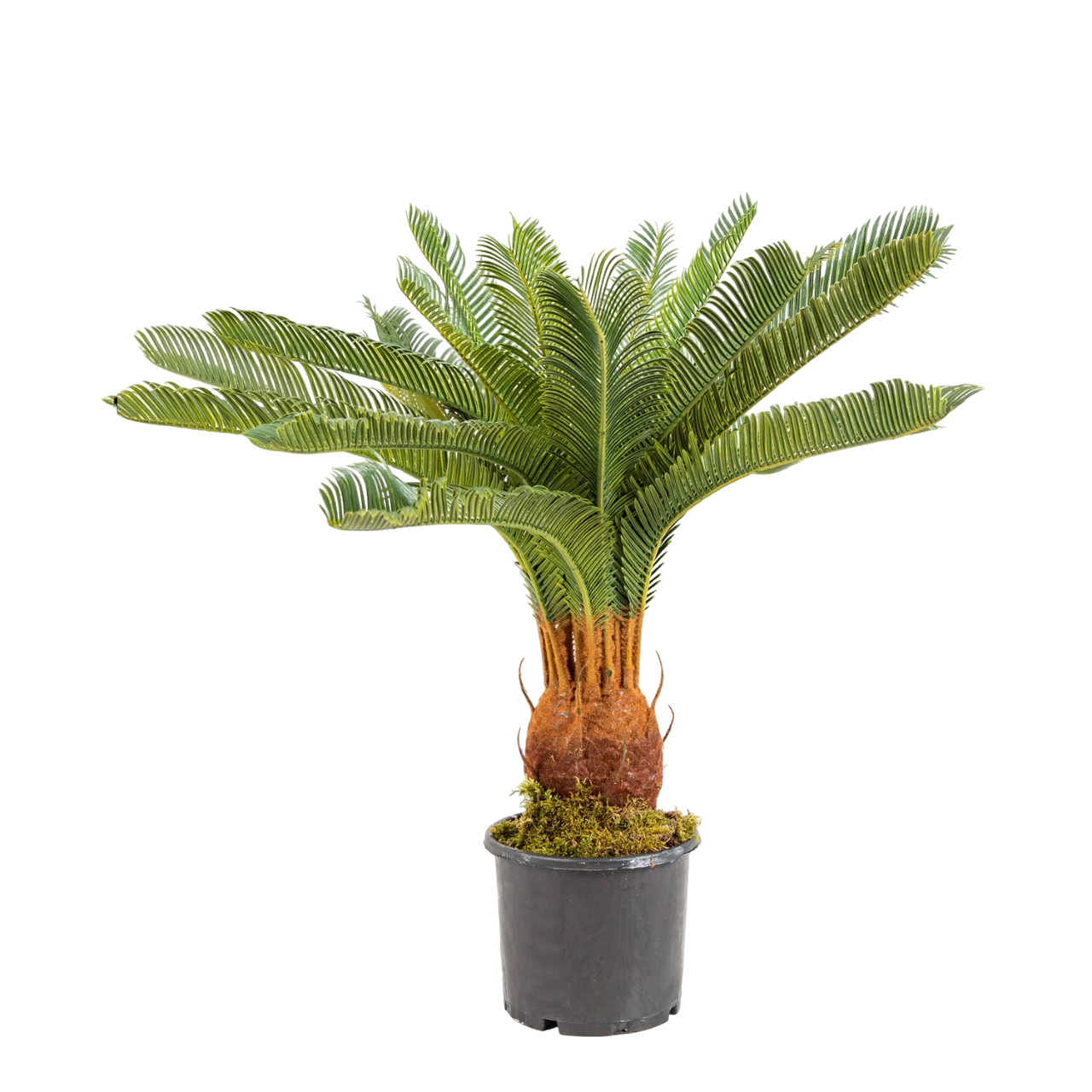YAPAY AĞAÇ ÇİKAS 65CM