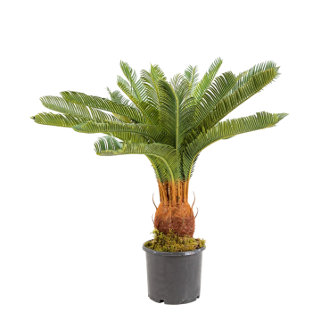 YAPAY AĞAÇ ÇİKAS 65CM